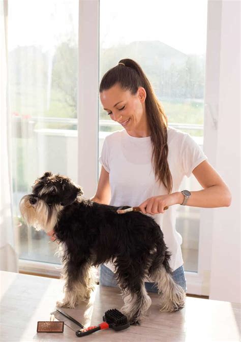 12 Best Dog Grooming Tools