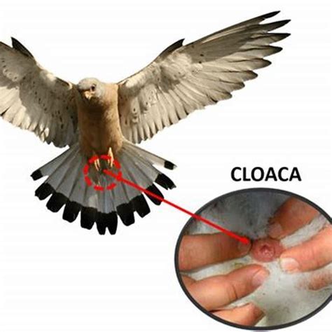 What is the cloaca responsible for? - DIY Seattle