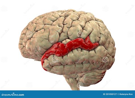 Human Brain with Highlighted Superior Temporal Gyrus Stock Illustration - Illustration of human ...