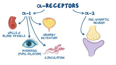 Adrenergic antagonists: Alpha blockers: Video | Osmosis