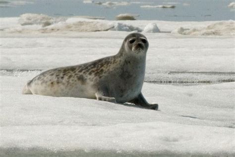 U.S. biologists eye unusual deaths of Alaska ice seals | CBC News