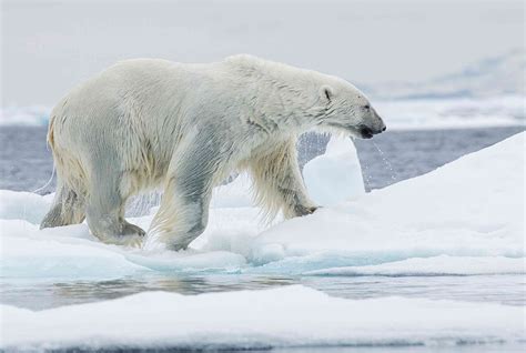 10 Fascinating Facts About Polar Bears