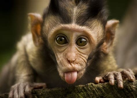 Ugly Monkey Wallpapers - Wallpaper Cave