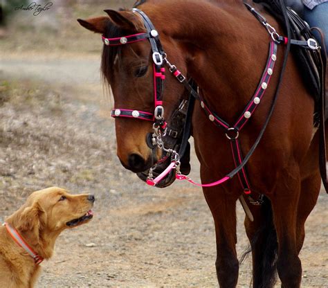 Horse meets Dog Photograph by Amber Taylor - Fine Art America