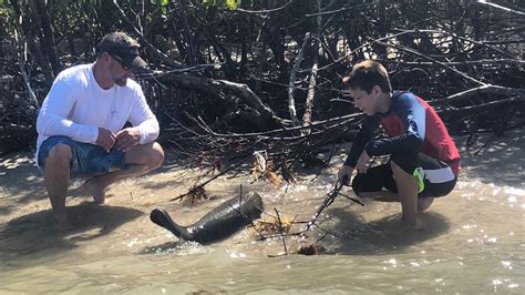 Family finds baby manatee stranded on Florida beach | FOX 13 Tampa Bay