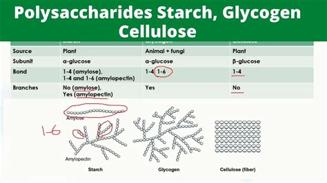 Starch And Cellulose Structure | Hot Sex Picture