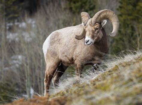 Wildlife in Banff National Park | Banff & Lake Louise Tourism