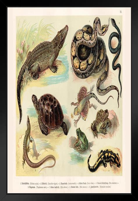 Rosalind Wheeler Reptiles Lithograph 1888 Vintage Biology Poster Amphibian Reptile Posters ...