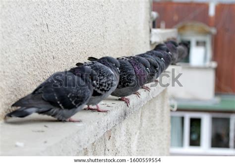 160 Stool Pigeon Images, Stock Photos, 3D objects, & Vectors | Shutterstock