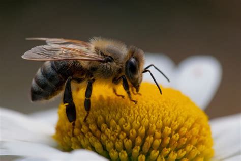 honey bee Archives - Australian Geographic