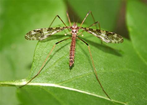 Crane Fly Larvae in Turf | NC State Extension Publications