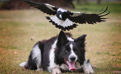 Magpie Swooping: Protect Your Pets | Dog Safety | Mad Paws Blog