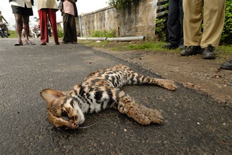 Leopard Cat | Kalyan Varma Photography
