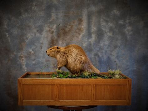 Full Mount Beaver. Full Habitat. Front View. 0