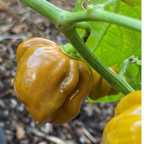 Gold Scotch Bonnet Pepper Live Plant | Tyler Farms