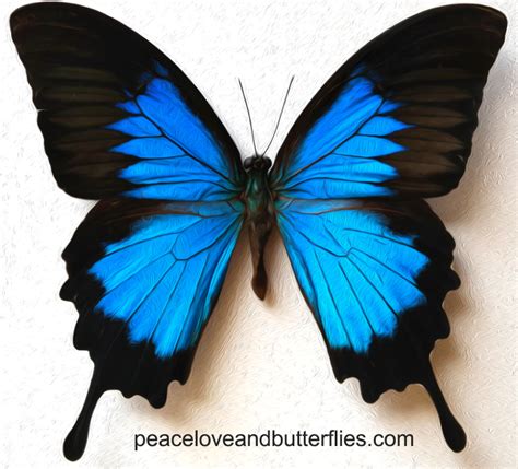 Papilio Ulysses Butterfly Original Photography Art on Canvas - My Logo:) | Colorful butterflies ...