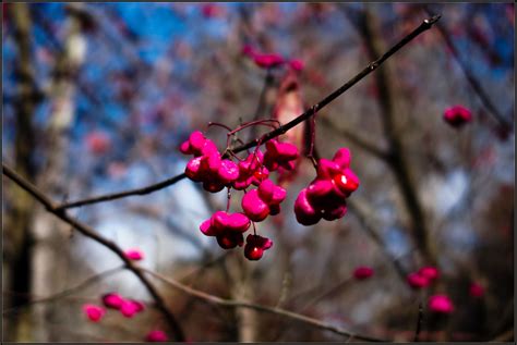 Eastern Burning Bush Seeds | Seen at the Bucktoe Creek Natur… | Flickr