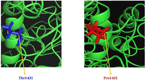 The native protein structure with Thr (1431) and mutant protein... | Download Scientific Diagram