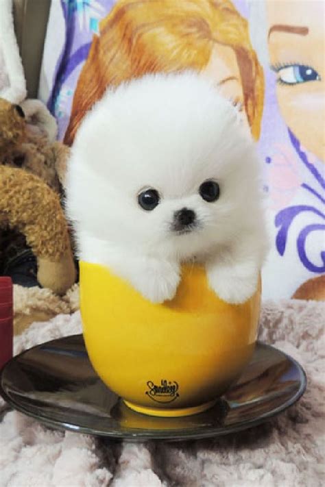 Pomeranian Teacup Mexico - Pets Lovers