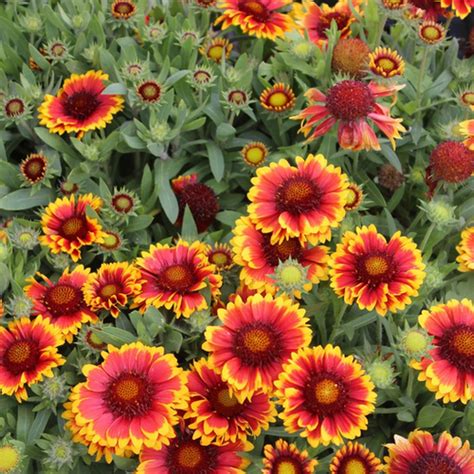 Gaillardia x grandiflora 'Arizona Sun' ARIZONA SUN BLANKET FLOWER | Regular Editor