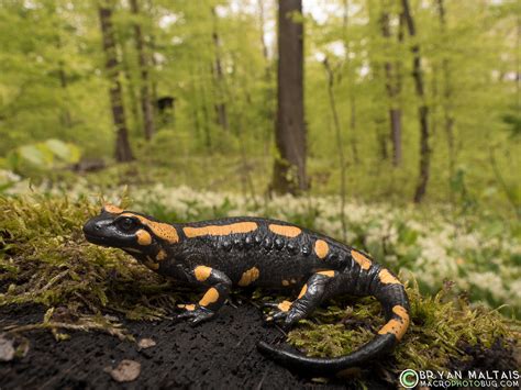 Fire Salamander im Wald