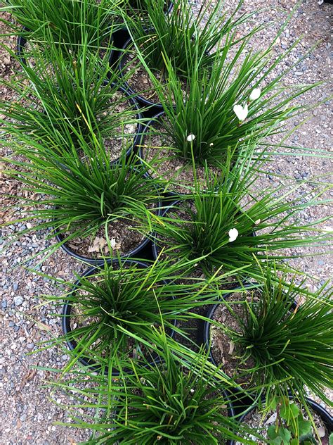 Zephyranthes candida | Native Sons Wholesale Nursery