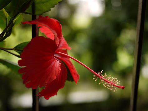 Wintering Hibiscus Indoors: Winter Care For Hibiscus | Hibiscus plant ...