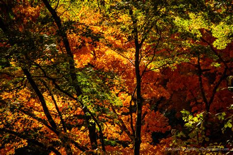 Seattle Arboretum Fall Colors - Michael McAuliffe Photography