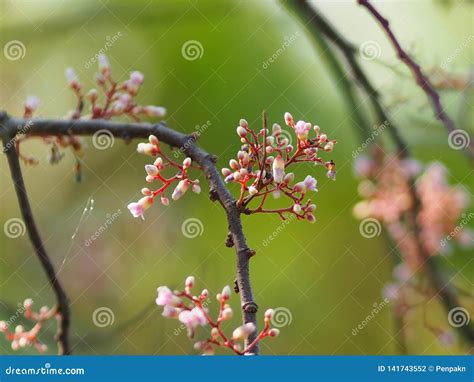 Flower Averrhoa Carambola Star Fruit Magnoliophyta Stock Photo - Image of star, fruit: 141743552