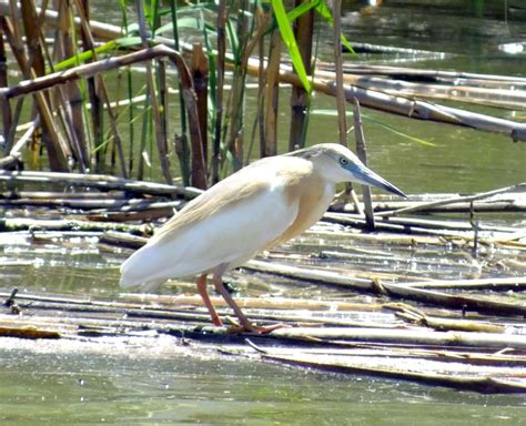 Birding and conservation in Valencia