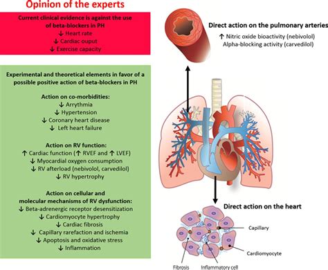 Beta Blockers And Exercise Tolerance - cloudshareinfo