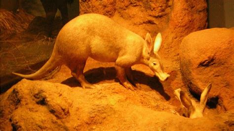 Aardvark Animal Pictures | A-Z Animals