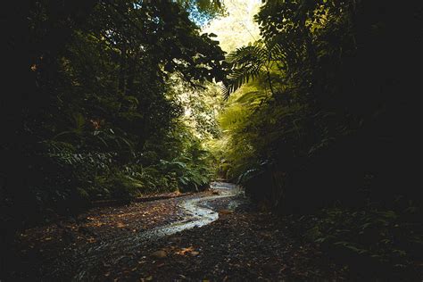 Nature, Trees, Forest, Flow, Creek, Brook HD wallpaper | Pxfuel