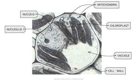 Electron Microscopy of Plant Cells (4.2) | Edexcel International AS Biology Revision Notes 2018 ...