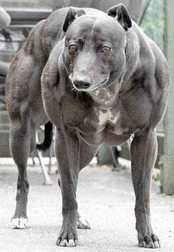 World’s Strongest Dog