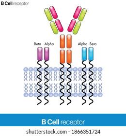 B Cell Receptor Molecular Structure Vector Stock Vector (Royalty Free) 1866351724 | Shutterstock