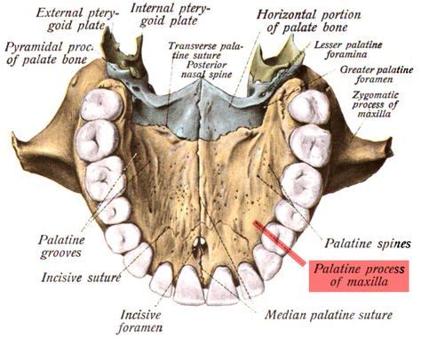 9 Best face anatomy images | Face anatomy, Anatomy, Skull anatomy