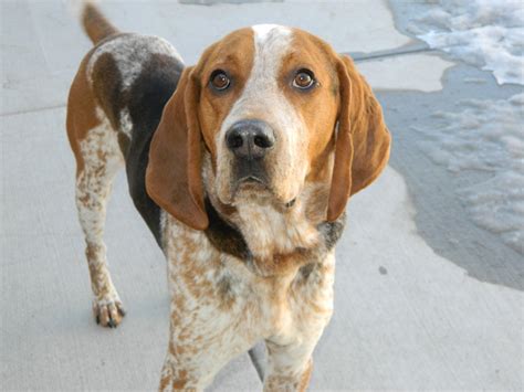 American English Coonhound - Breed Temperament, Lifespan, Shedding, Puppy