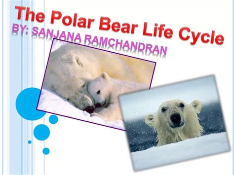 PPT - The Polar Bear Life Cycle PowerPoint Presentation, free download ...