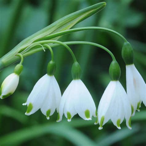 Leucojum Aestivum giant Bulbs | Departments | DIY at B&Q