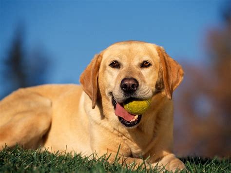 Golden Labrador (Golden Retriever x Lab) Info, Temperament, Puppies ...