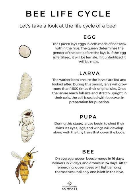 Honey Bee Life Cycle Worksheet