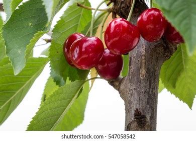 358 Bing cherry tree Images, Stock Photos & Vectors | Shutterstock