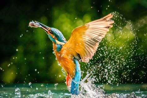 How do kingfishers dive without hurting their brains? • Earth.com