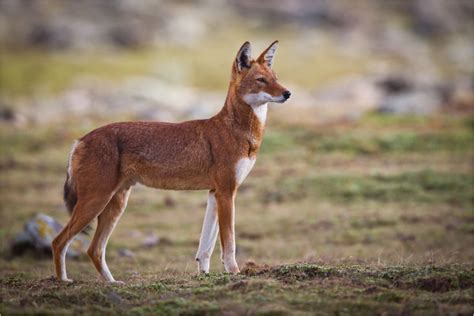 Biodiversity friendly future for Ethiopian wolves in Arsi and Wollo ...