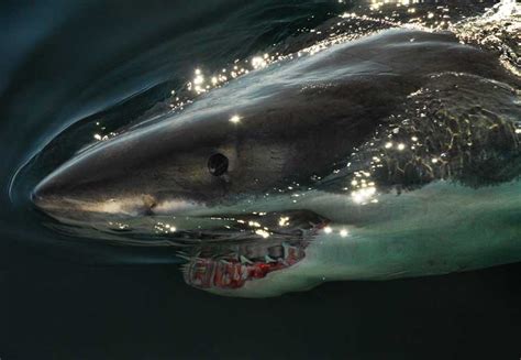 Great White Sharks in Maine | Maine Boats Homes & Harbors