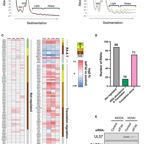 Regulation of polysome abundance and genome-wide HCMV mRNA translation... | Download Scientific ...