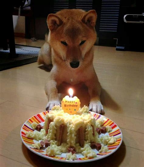 Shiba Inu Birthday Meme