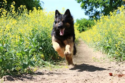 How Fast Can a German Shepherd Run? (Read This First!) - Animals HQ