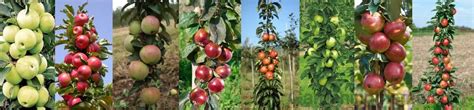 How to choose and grow columnar fruit trees | Gardeningtheme.com